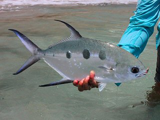 blog-April-23-2015-6-largespot-pompano