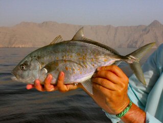 blog-April-29-2015-10-orangspot-trevally