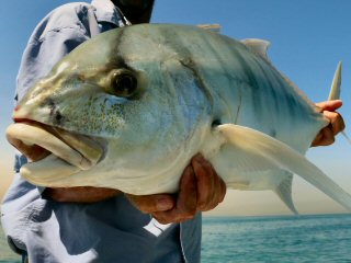 blog-May-2-2015-12-golden-trevally