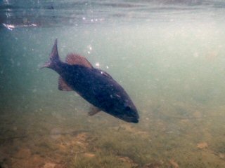 blog-June-2-2015-3-flyfishing-for-smallmouth-bass