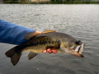 blog-June-4-2015-3-largemouth-bass-fishing