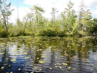 blog-June-6-2015-2-flyfishing-for-pickerel