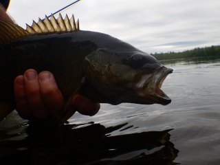 blog-June-6-2015-5-smallmouth-bass