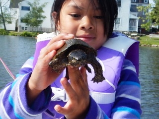 blog-June-7-2015-6-musk-turtle