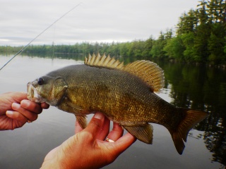 blog-June-8-2015-3-smallmouth-bass