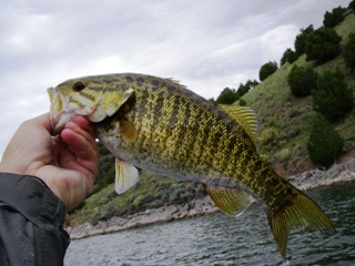 blog-May-27-2015-4-smallmouth-fishing-ririe-reservoir