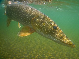 blog-July-1-2015-7-underwater-pike