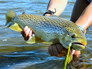 blog-July-14-&-15-2015-4-flyfishing-for-brown-trout