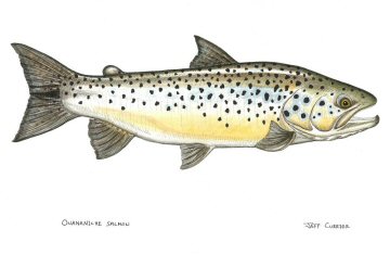 blog-July-31-2015-2-landlocked-salmon-artwork-by-jeff-currier