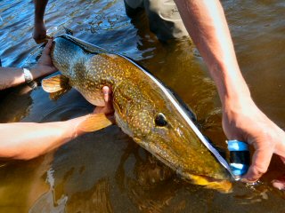 blog-June-25-2015-8-flyfishing-for-pike