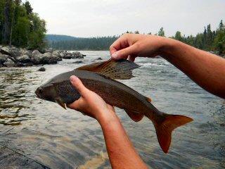 blog-June-27-2015-14-flyfishing-for-arctic-grayling