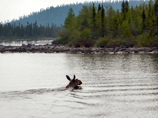 blog-June-28-2015-3-saskatchewan-moose