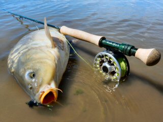 blog-Aug-28-2015-7-flyfishing-for-carp