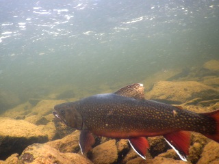 blog-Aug-3-2015-13-labrador-brook-trout