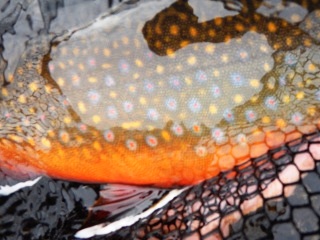 blog-Aug-3-2015-15-labrador-brook-trout