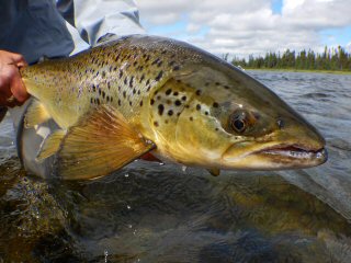 blog-Aug-4-2015-8-flyfishing-landlocked-salmon-in-labrador