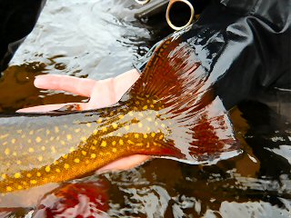 blog-Aug-5-2015-15-brook-trout-release