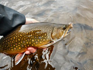 blog-Aug-6-2015-6-labrador-brook-trout