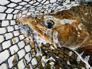 blog-Aug-6-2015-8-flyfishing-in-labrador