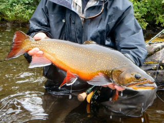 blog-Aug-8-2015-13-terminator-brook-trout