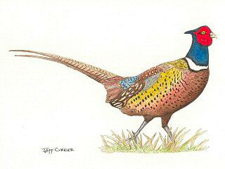 blog-Oct-2-2015-pheasant-artwork-by-jeff-currier