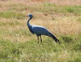 blog-Nov-15-2015-3-blue-crane-sa