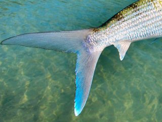 blog-Nov-2-2015-5-bonefish