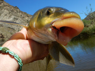 blog-Dec-1-2015-6-fishing-for-yellowfish