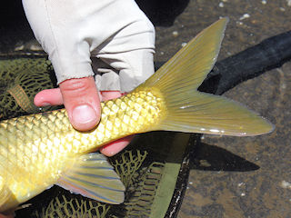 blog-Dec-1-2015-8-flyfishing-lesotho