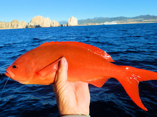 blog-Dec-14-2015-4-deepsea-fishing-baja