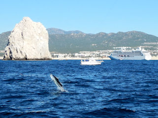 blog-Dec-14-2015-5-sailfish-at-cabo