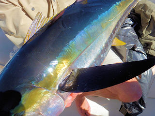 blog-Dec-14-2015-7-flyfishing-for-yellowfin