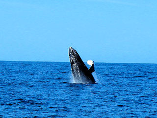 blog-Dec-16-2015-6-humpback-whale