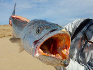 blog-Dec-18-2015-16-orangemouth-corvina