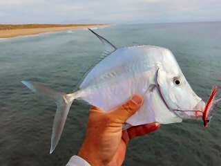 fly fishing for jack
