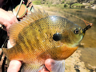 blog-Nov-16-2015-6-bluegill-fishing-africa