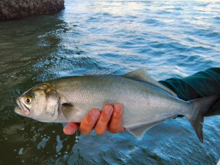 Fly Fishing the Port Elizabeth Estuary of South Africa – Jeff Currier