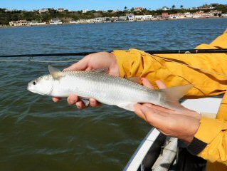 blog-Nov-18-2015-7-southern-mullet-on-fly