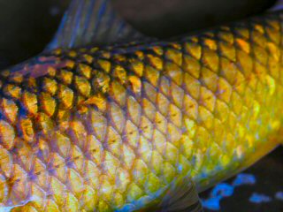 blog-Nov-19-2015-1-flyfishing-for-yellowfish