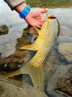 blog-Nov-27-2015-3-yellowfish-on-sterkfontein
