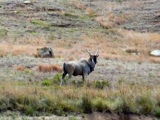 blog-Nov-27-2015-8-eland=africa