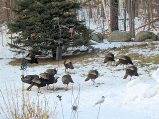 blog-Jan-25-2016-turkeys-in-nh