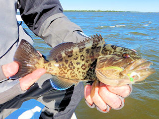 blog-Feb-5-2016-8-flyfishing-for-gag-grouper