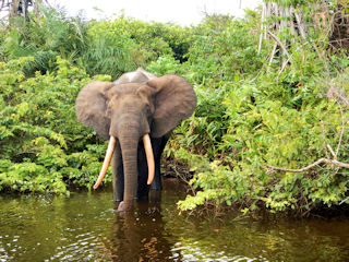 blog-March-18-2016-11-forest-elephant-gabon