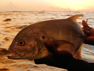 blog-March-20-2016-13-longfin-jack-Gabon