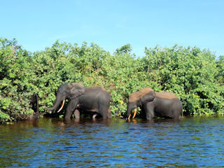 blog-March-20-2016-9-forest-elephant-gabon