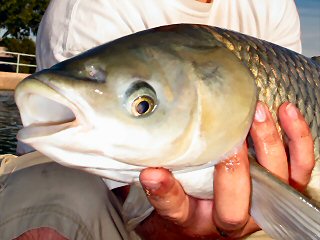 blog-April-18-2016-1-flyfishing-for-grass-carp
