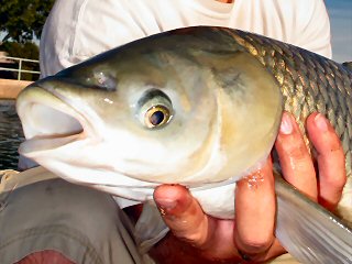 Kentucky Grass Carp – Jeff Currier