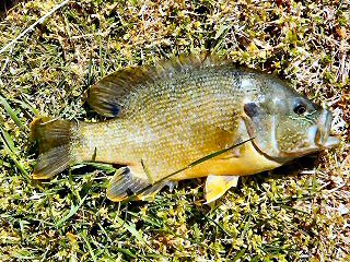 blog-April-18-2016-4-flyfishing-for-tilapia