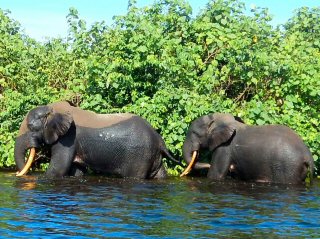 blog-March-22-2016-3-forest-elephant-gabon